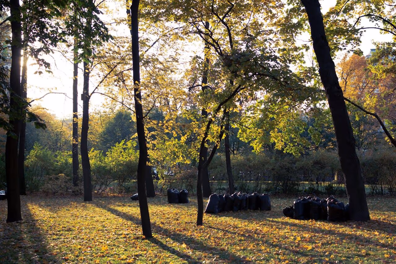 Sunlit autumn park with scattered fallen leaves and piles of black trash bags near trees.