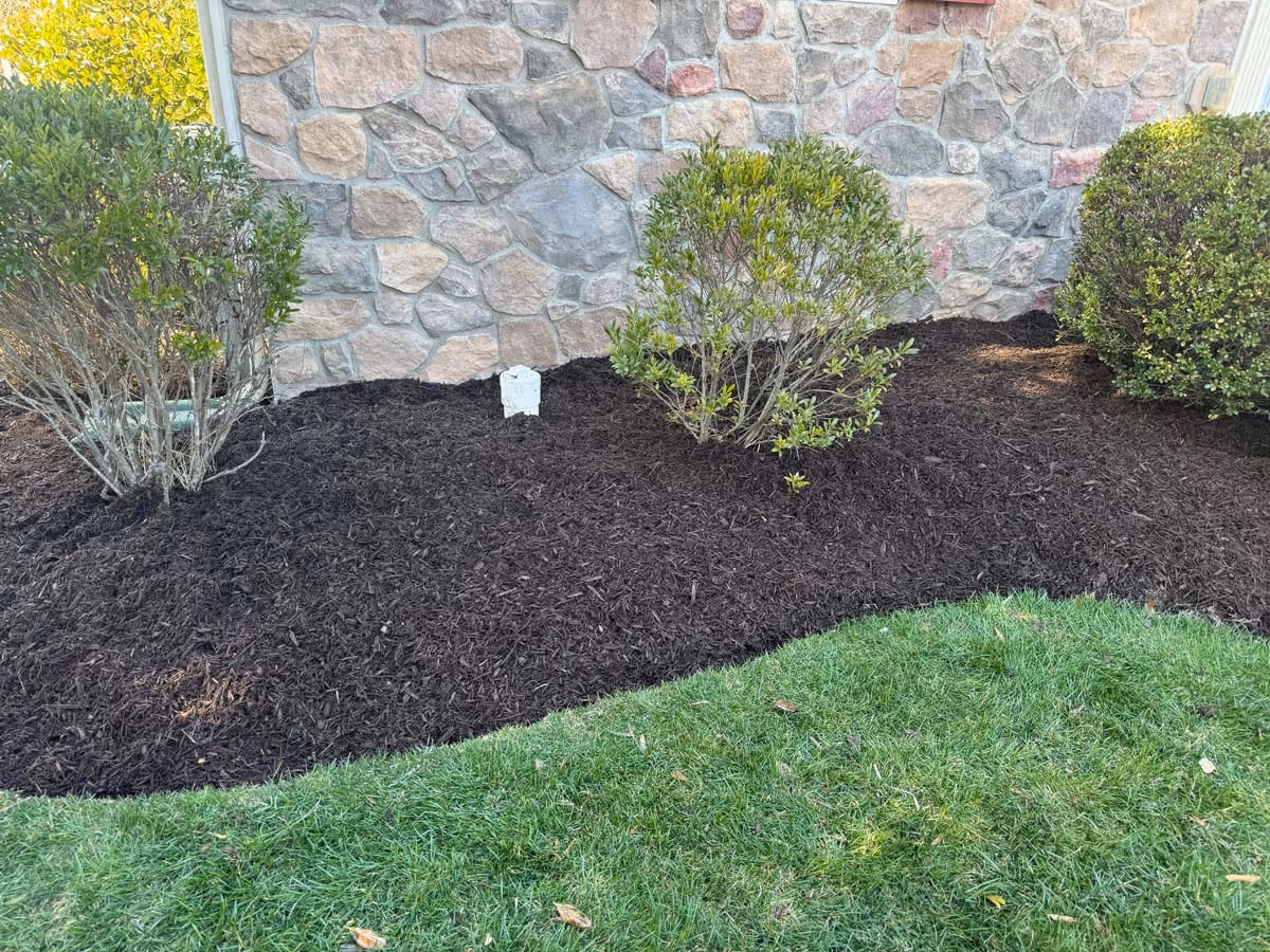 Freshly mulched garden bed with green shrubs against a stone wall and green grass in front.