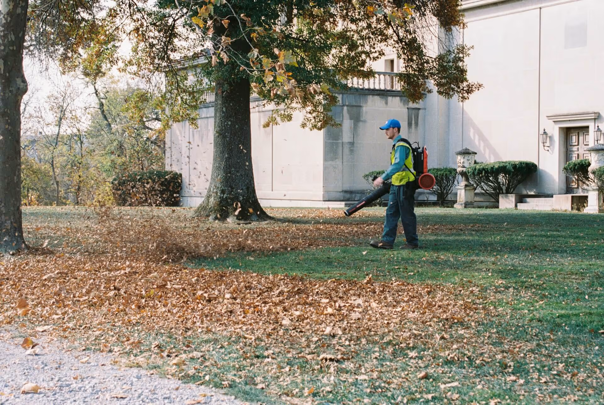 Person using a backpack leaf blower to clear fallen leaves from a lawn near large trees and a building.