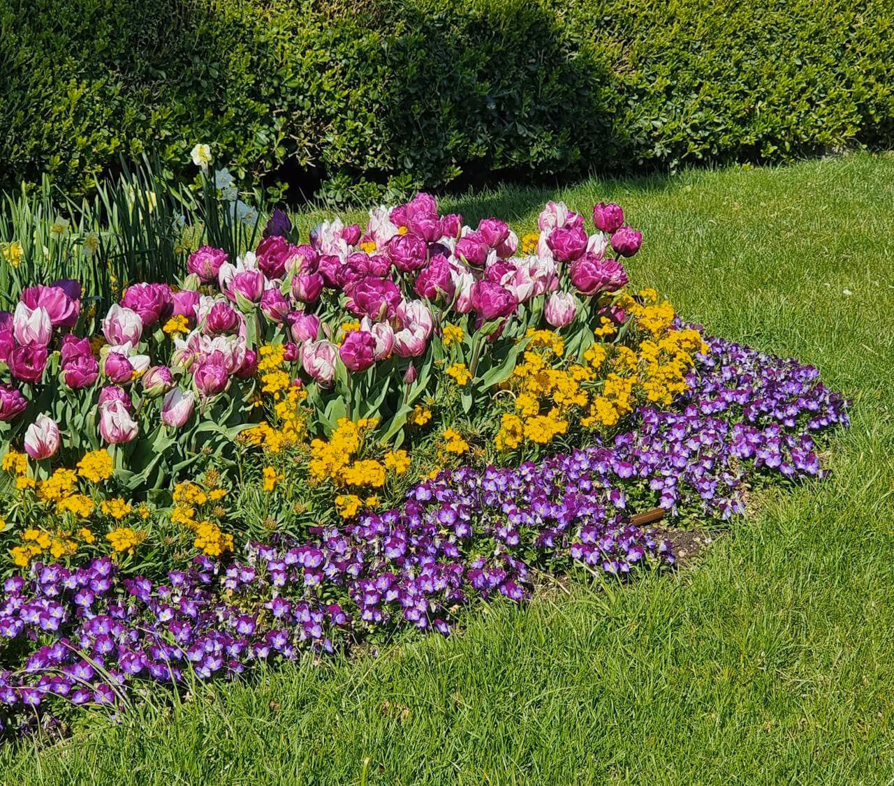 Flower bed with pink and white tulips, yellow flowers, and purple pansies bordered by green grass and a leafy hedge.